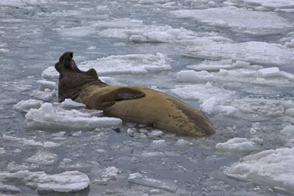 Picture of SOUTH GEORGIA ISLAND BULL ELEPHANT SEAL IN SEA