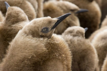 Picture of SOUTH GEORGIA ISLAND YOUNG KING PENGUIN CHICKS