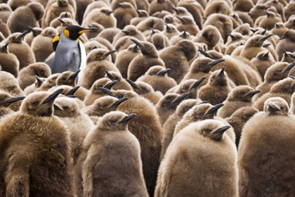 Picture of SOUTH GEORGIA ISLAND YOUNG KING PENGUIN CHICKS