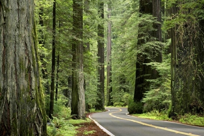 Picture of CA, HUMBOLDT REDWOODS SP, AVENUE OF THE GIANTS