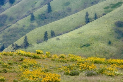 Picture of OR, COLUMBIA GORGE GREEN HILLS WITH BALSAMROOT