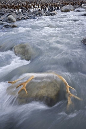 Picture of SOUTH GEORGIA ISL, RIVER BY KING PENGUIN COLONY
