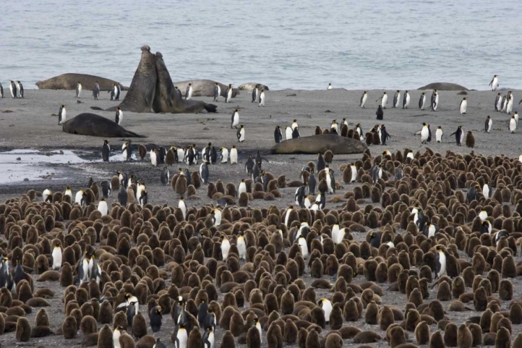 Picture of SOUTH GEORGIA ISL, BULL ELEPHANT SEALS FIGHTING