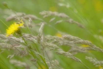 Picture of CLOSE-UP OF DANDELION FLOWER AND GRASS SEEDHEADS