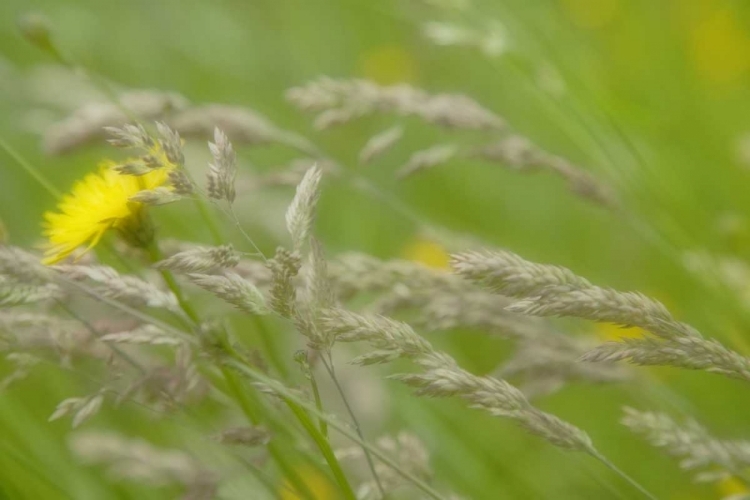 Picture of CLOSE-UP OF DANDELION FLOWER AND GRASS SEEDHEADS