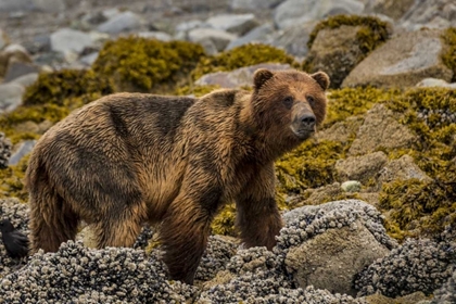 Picture of USA, ALASKA, GLACIER BAY NP BROWN BEAR ON BEACH