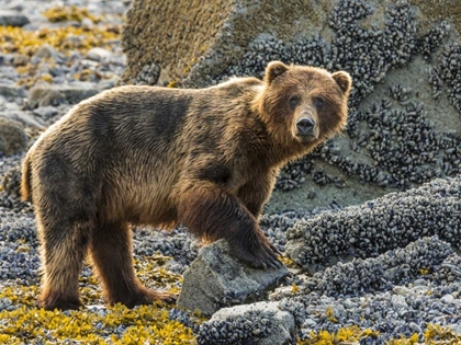 Picture of USA, ALASKA, GLACIER BAY NP BROWN BEAR ON BEACH