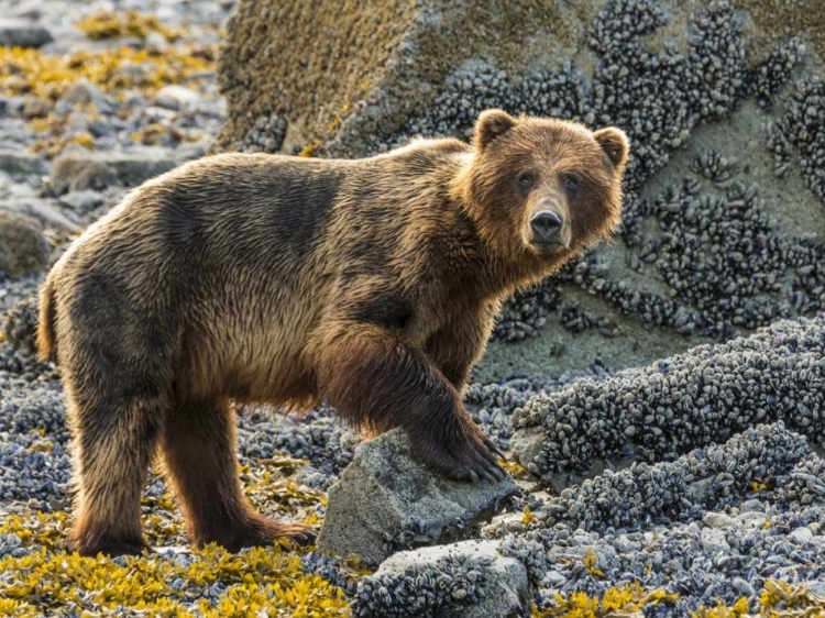 Picture of USA, ALASKA, GLACIER BAY NP BROWN BEAR ON BEACH