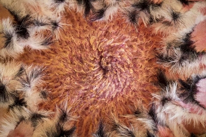 Picture of USA, ARIZONA, TUCSON CLOSE-UP OF A PROTEA BLOOM