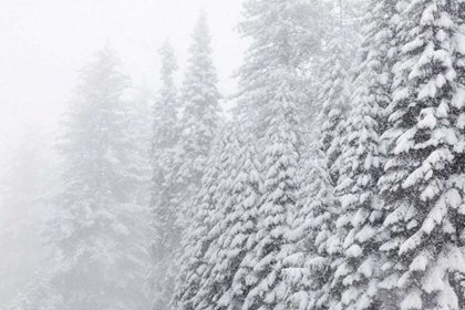 Picture of USA, CALIFORNIA, OAKHURST FIR TREES IN SNOWFALL