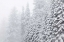 Picture of USA, CALIFORNIA, OAKHURST FIR TREES IN SNOWFALL
