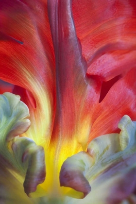 Picture of USA, WASHINGTON, SEABECK DETAIL OF PARROT TULIP