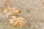 Picture of USA, WASHINGTON, QUINAULT MAPLE LEAVES IN GRASS