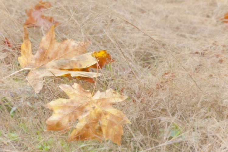Picture of USA, WASHINGTON, QUINAULT MAPLE LEAVES IN GRASS