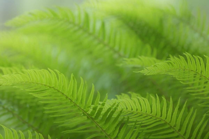 Picture of USA, WASHINGTON, SEABECK CLOSE-UP OF SWORD FERN
