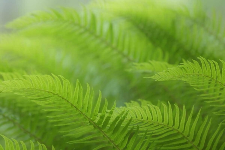 Picture of USA, WASHINGTON, SEABECK CLOSE-UP OF SWORD FERN