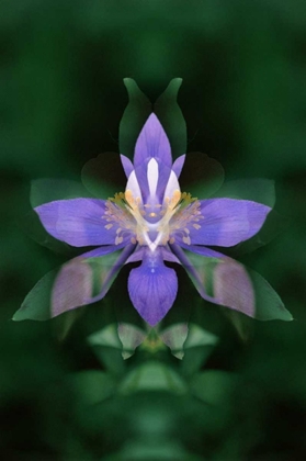 Picture of CO, BOULDER CO COLORADO COLUMBINE FLOWER MONTAGE