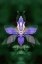 Picture of CO, BOULDER CO COLORADO COLUMBINE FLOWER MONTAGE