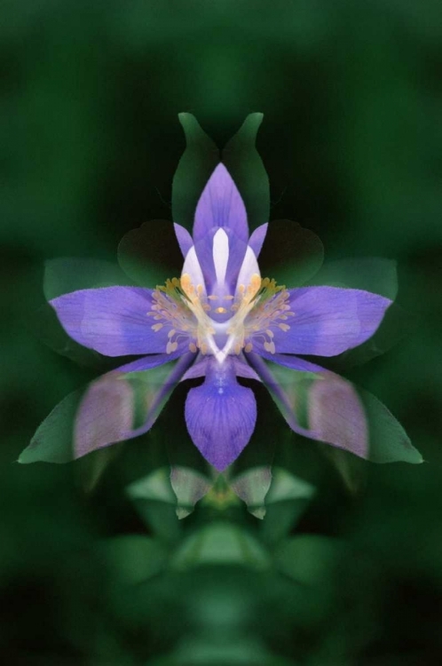 Picture of CO, BOULDER CO COLORADO COLUMBINE FLOWER MONTAGE