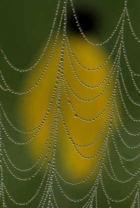 Picture of MICHIGAN, DEWY SPIDER WEB CLOSE UP