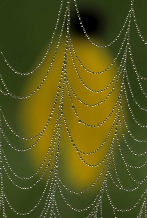 Picture of MICHIGAN, DEWY SPIDER WEB CLOSE UP