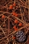 Picture of MI, VERMILION HYGROPHORUS MUSHROOMS