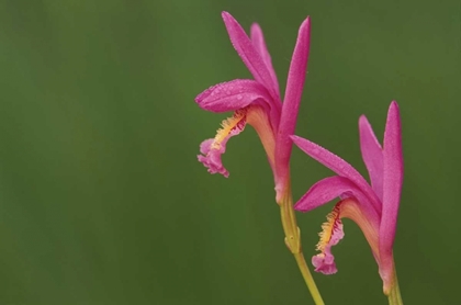 Picture of MICHIGAN, CLOSE-UP OF NATIVE ORCHIDS