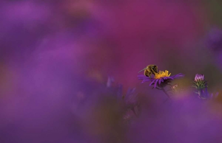 Picture of MI, HONEYBEE POLLINATING ASTER BLOSSOM