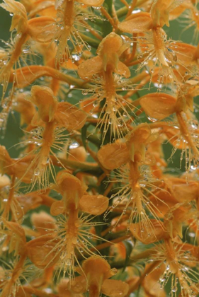 Picture of MICHIGAN, YELLOW FRINGED ORCHID WITH DEW