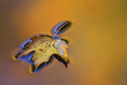 Picture of MI, MAPLE LEAF FLOATING ON WATER SURFACE