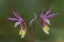 Picture of MICHIGAN, UPPER PENINSULA, CALYPSO ORCHIDS