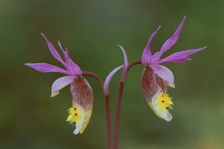 Picture of MICHIGAN, UPPER PENINSULA, CALYPSO ORCHIDS