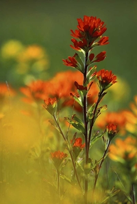 Picture of MI, DRUMMOND ISLAND, RED INDIAN PAINTBRUSH