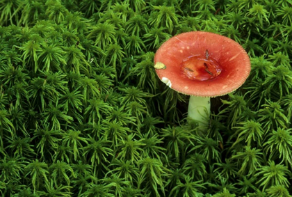 Picture of MICHIGAN RUSSULA MUSHROOM IN SPHAGNUM MOSS