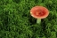 Picture of MICHIGAN RUSSULA MUSHROOM IN SPHAGNUM MOSS