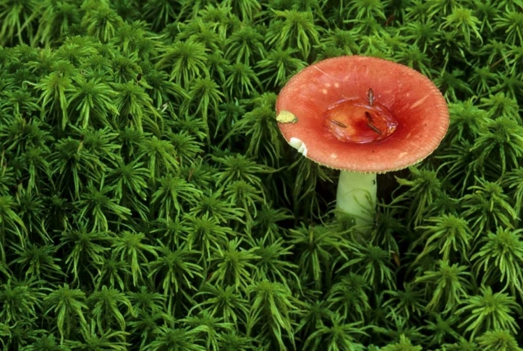 Picture of MICHIGAN RUSSULA MUSHROOM IN SPHAGNUM MOSS