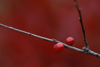 Picture of MI, TWO WINTERBERRY HOLLY BERRIES IN AUTUMN