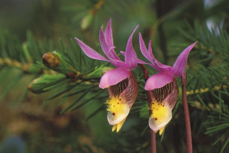 Picture of MI, PAIR OF CALYPSO ORCHIDS BY A BALSAM FIR