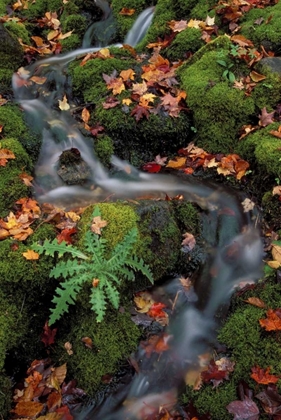 Picture of MI, WATERFALL THROUGH MOSS AND AUTUMN LEAVES