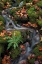 Picture of MI, WATERFALL THROUGH MOSS AND AUTUMN LEAVES