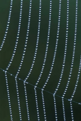 Picture of MI, DEW WEB STRANDS WITH HORIZONTAL JUNCTION