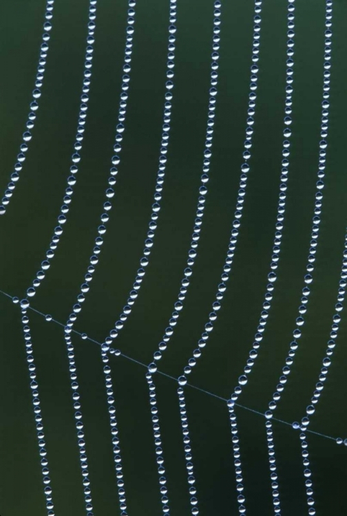 Picture of MI, DEW WEB STRANDS WITH HORIZONTAL JUNCTION