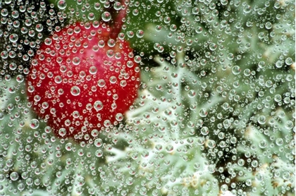 Picture of MI, WINTERGREEN BERRY AND LICHEN THROUGH DEW