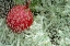 Picture of MI, WINTERGREEN BERRY AND LICHEN THROUGH DEW