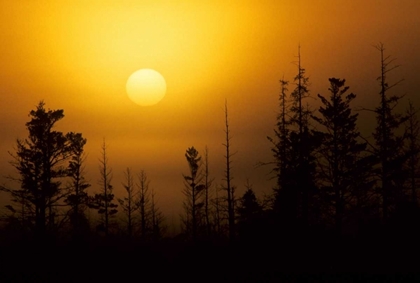 Picture of MI, FOGGY SUNRISE OVER SILHOUETTED EVERGREENS