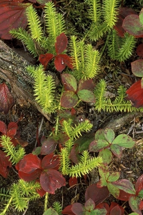 Picture of MI, UPPER PENINSULA, CLUB MOSS AND BUNCHBERRY