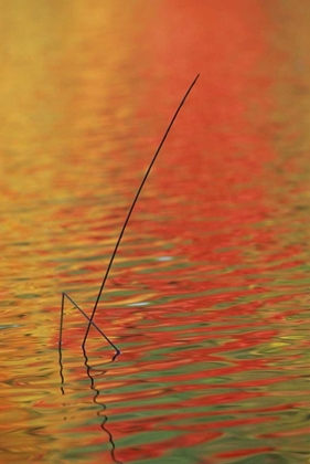 Picture of MI, UPPER PENINSULA, TWO LAKE REEDS IN AUTUMN