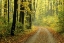 Picture of MI, TWO-TRACK ROAD THROUGH WOODS IN LIGHT FOG