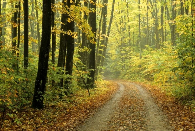 Picture of MI, TWO-TRACK ROAD THROUGH WOODS IN LIGHT FOG