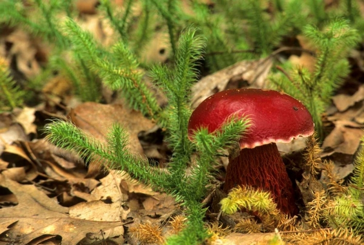 Picture of MI, LOWER PENINSULA BOLETUS FROSTII MUSHROOM